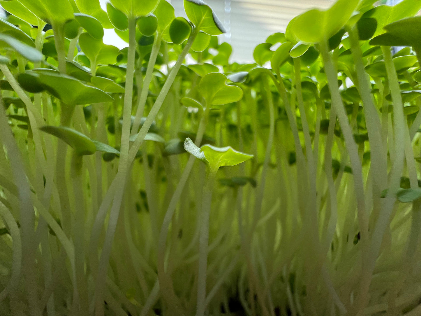 Mustard (Spicy Oriental) Microgreens - 5" Flat [Organic Seed]