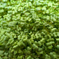 Mustard (Spicy Oriental) Microgreens - 5" Flat [Organic Seed]