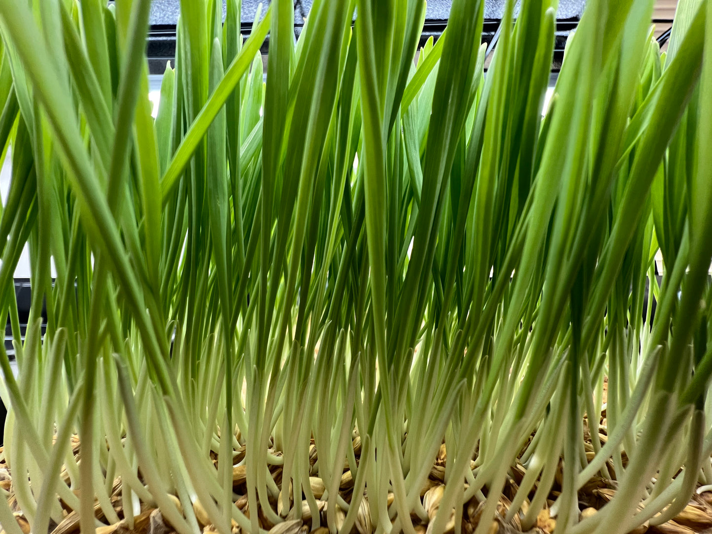 Barley (Whole) Grass - 5" Flat [Organic Seed]