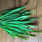 Barley (Whole) Grass - 5" Flat [Organic Seed]