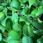 Black Oil Sunflower Microgreens - 5" Flat