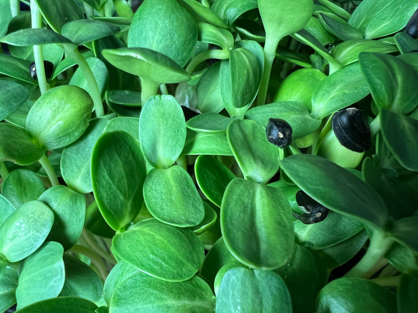 Black Oil Sunflower Microgreens - 5" Flat