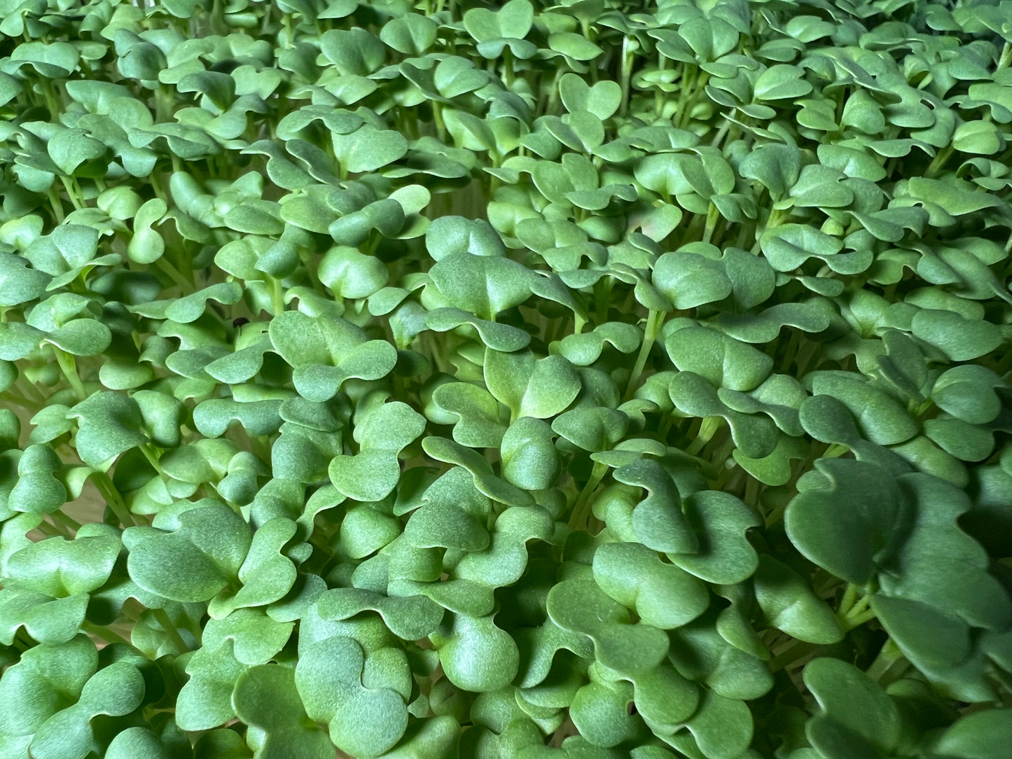 Mustard (Spicy Oriental) Microgreens - 5" Flat [Organic Seed]