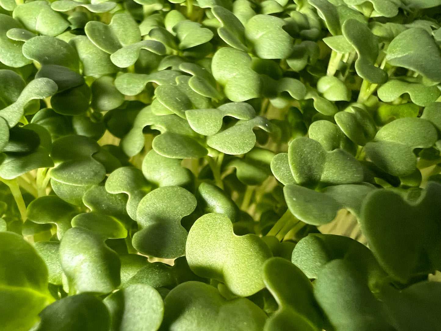 Mustard (Spicy Oriental) Microgreens - 5" Flat [Organic Seed]