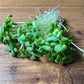 Mustard (Spicy Oriental) Microgreens - 5" Flat [Organic Seed]