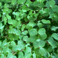 Kale (Red Russian) Microgreen - 5" Flat