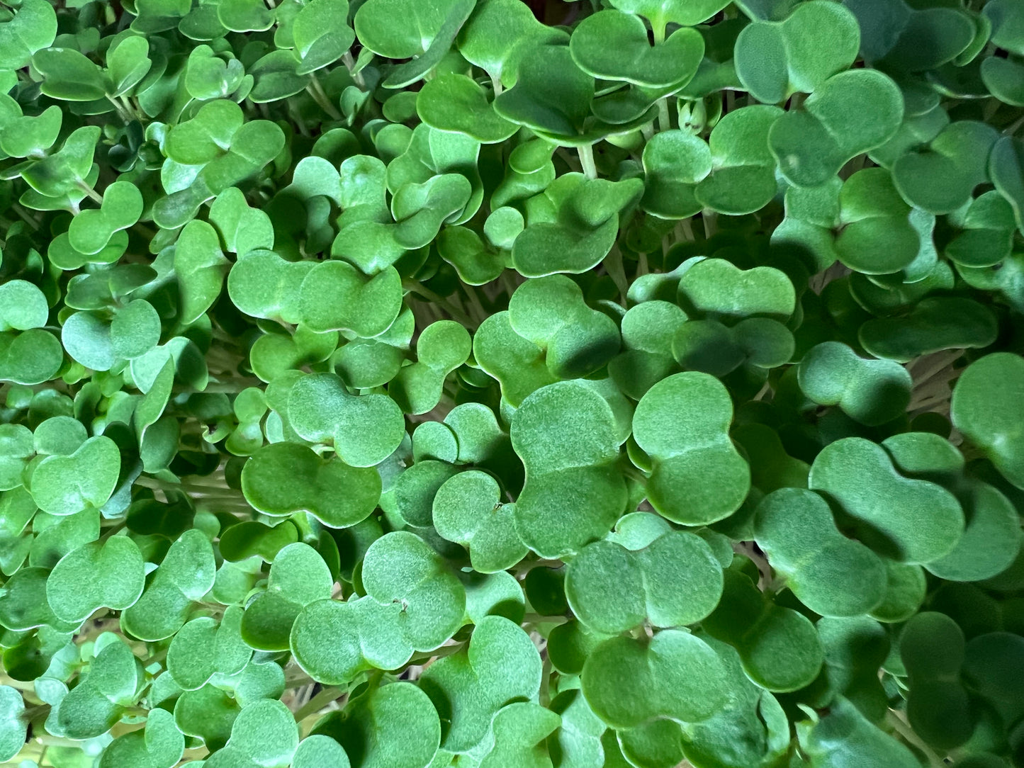 Kale (Red Russian) Microgreen - 5" Flat