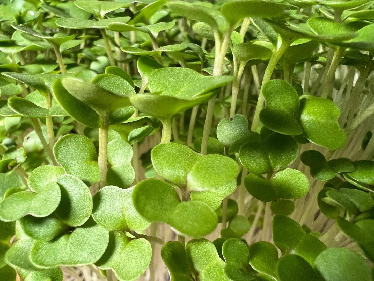 Kale (Red Russian) Microgreen - 5" Flat