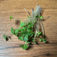 Kale (Red Russian) Microgreen - 5" Flat