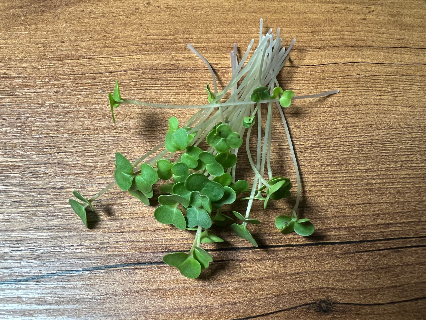 Kale (Red Russian) Microgreen - 5" Flat