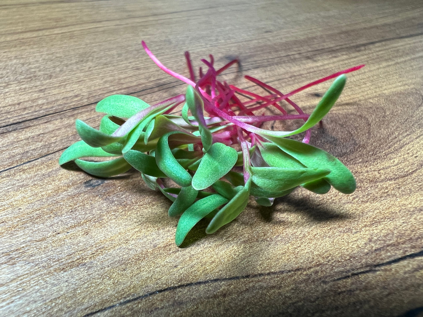 Swiss Chard (Ruby Red) Microgreens - 5" Flat