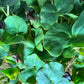 Buckwheat Microgreens - 5" Flat [Organic Seed]