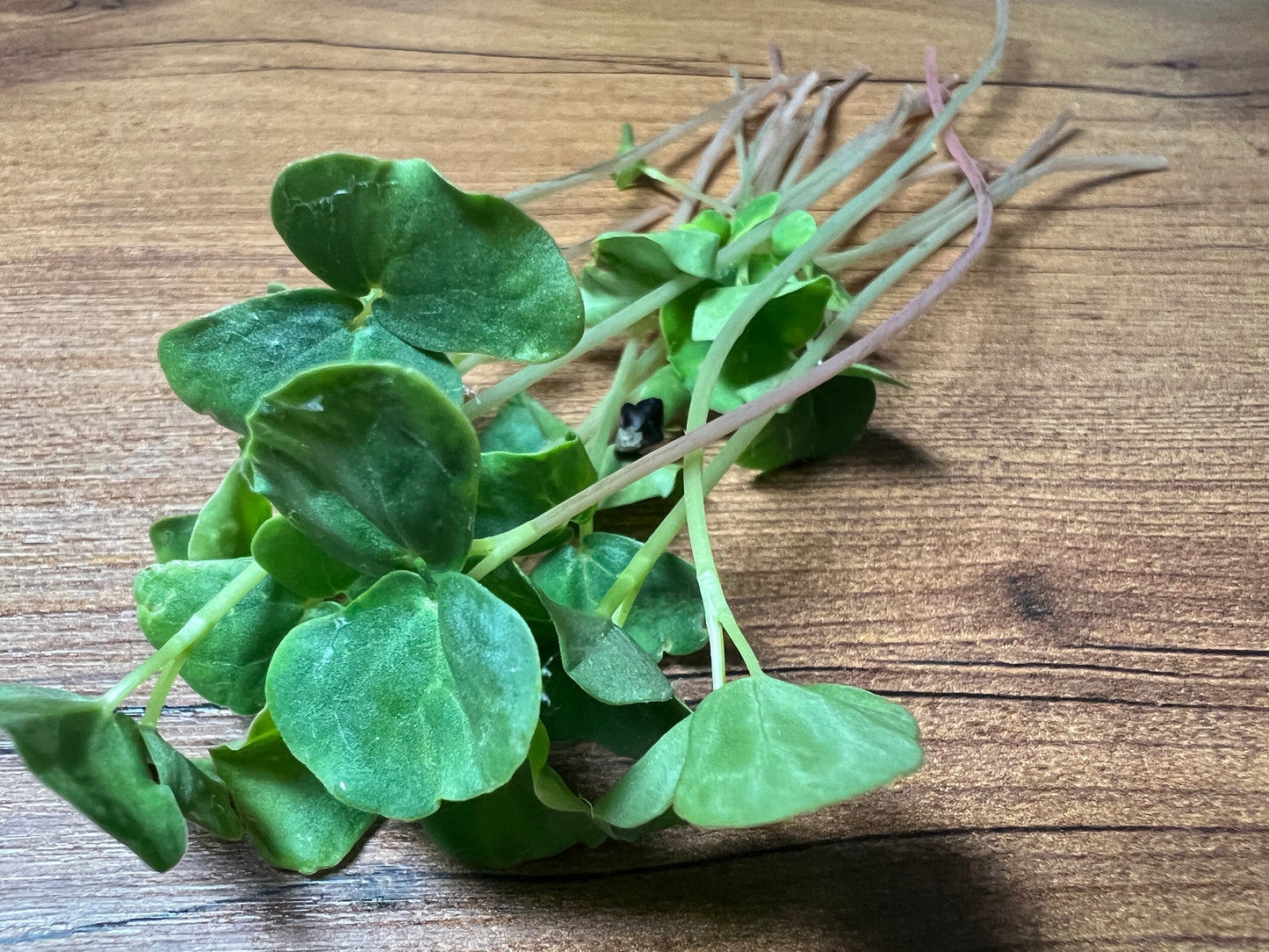 Buckwheat Microgreens - 5" Flat [Organic Seed]