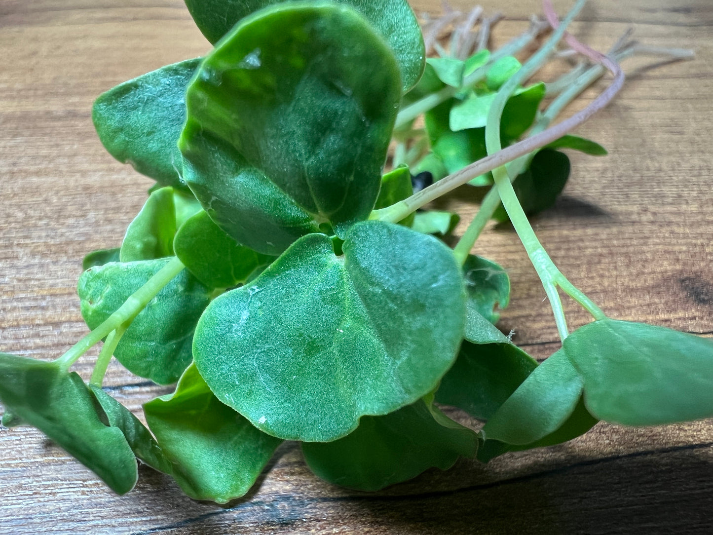 Buckwheat Microgreens - 5" Flat [Organic Seed]