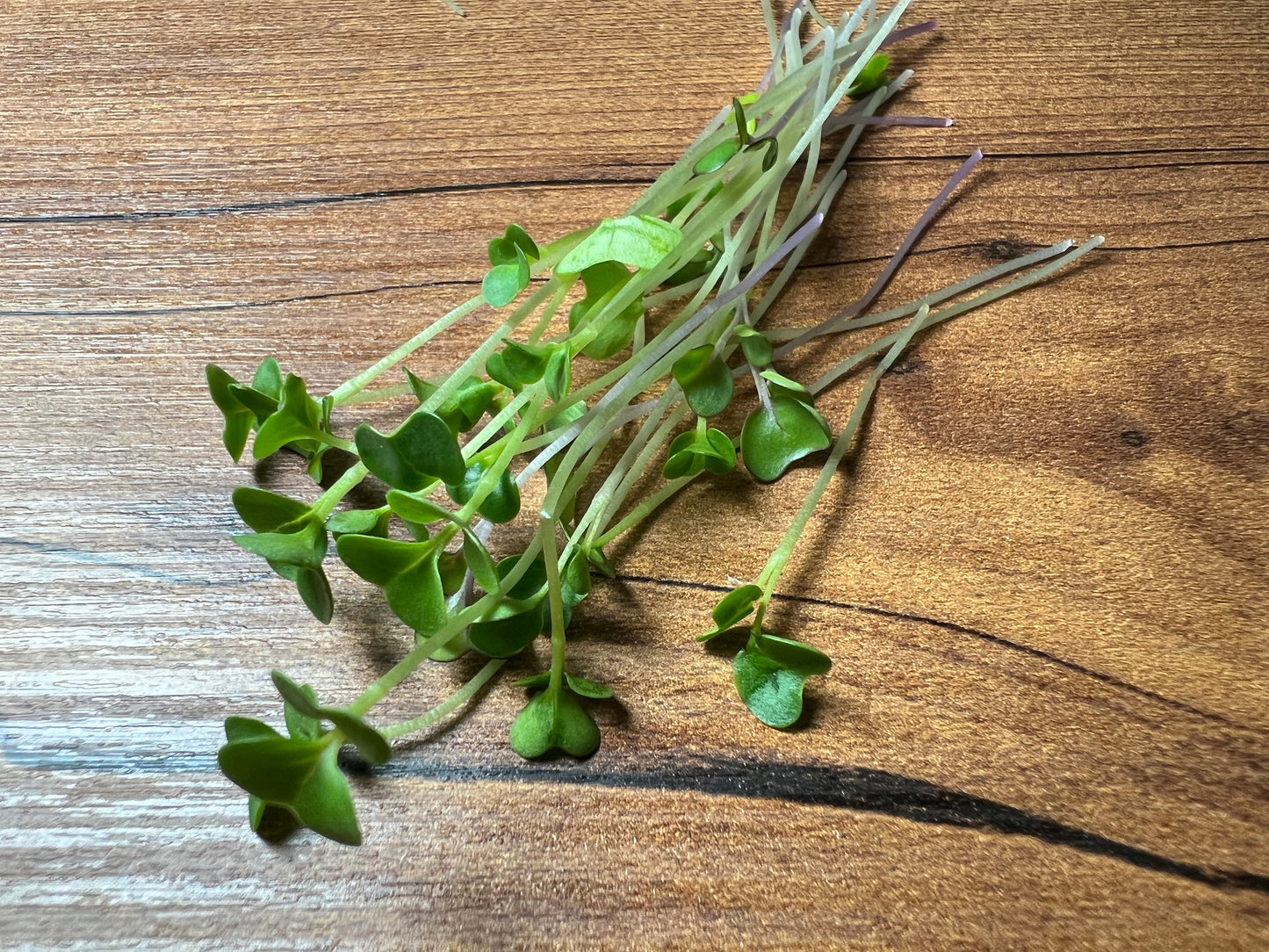 Basic Salad Mix Microgreen - 5" Flat [Organic Seed]