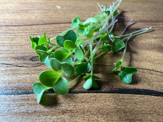 Basic Salad Mix Microgreen - 5" Flat [Organic Seed]