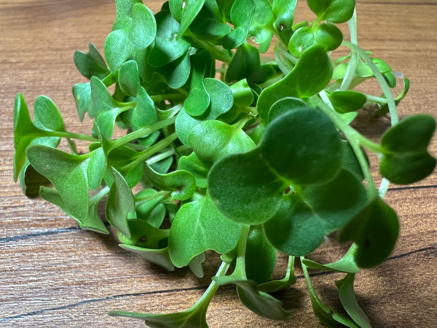 Broccoli (Waltham 29) Microgreen - 5" Flat