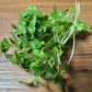 Broccoli (Waltham 29) Microgreen - 5" Flat