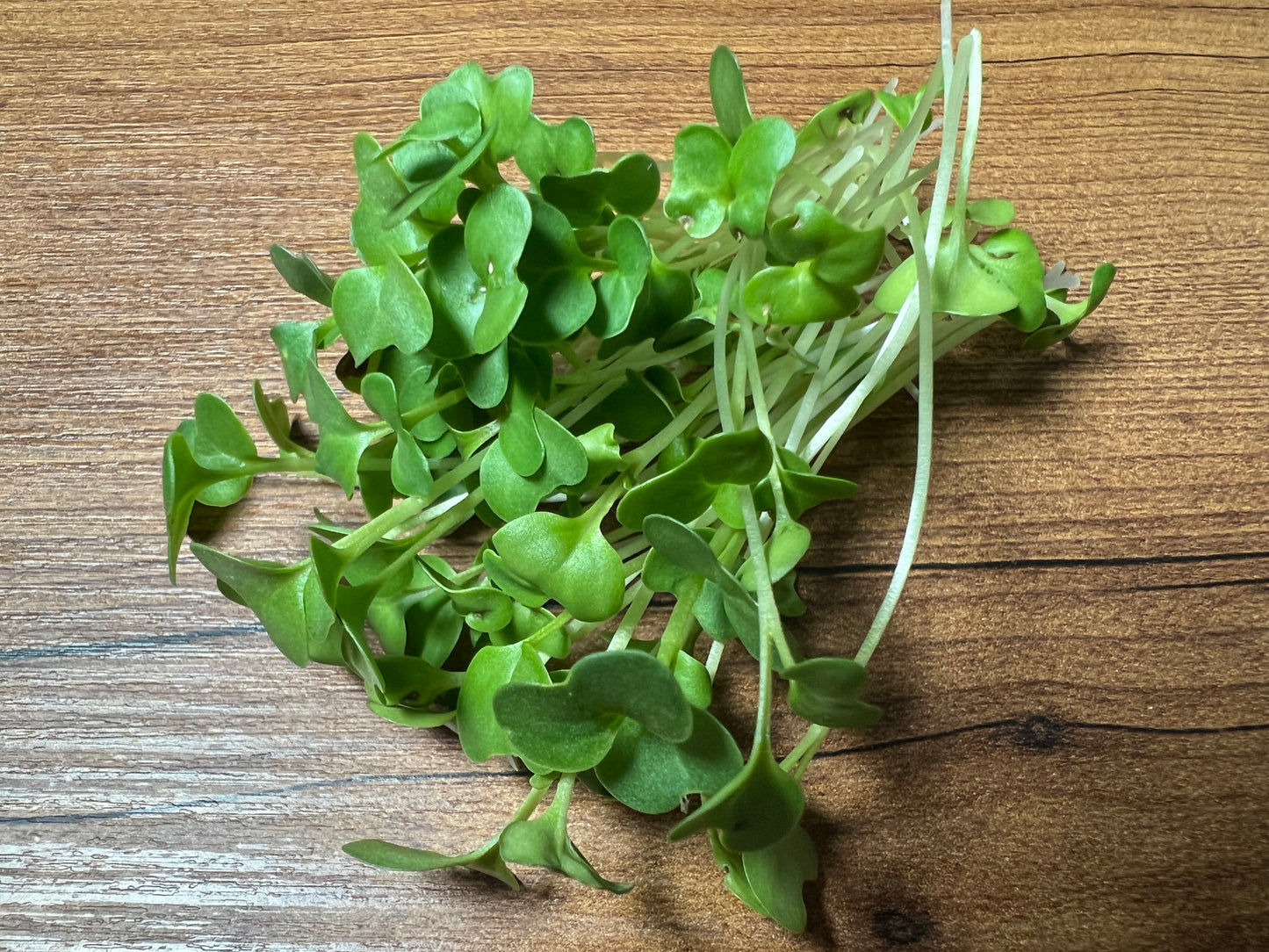 Broccoli (Waltham 29) Microgreen - 5" Flat