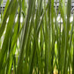 Wheat (Hard Red Spring) Grass - 5" Flat [Organic Seed]