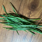 Wheat (Hard Red Spring) Grass - 5" Flat [Organic Seed]