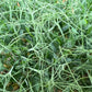 Pea (Green) Microgreens - 5" Flat [Organic Seed]