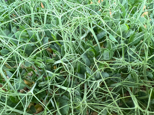 Pea (Green) Microgreens - 5" Flat [Organic Seed]