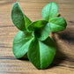 Bean (Fava) Microgreens - 5" Flat [Organic Seed]