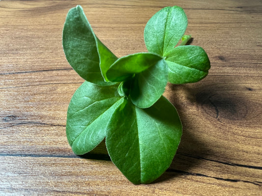 Bean (Fava) Microgreens - 5" Flat [Organic Seed]
