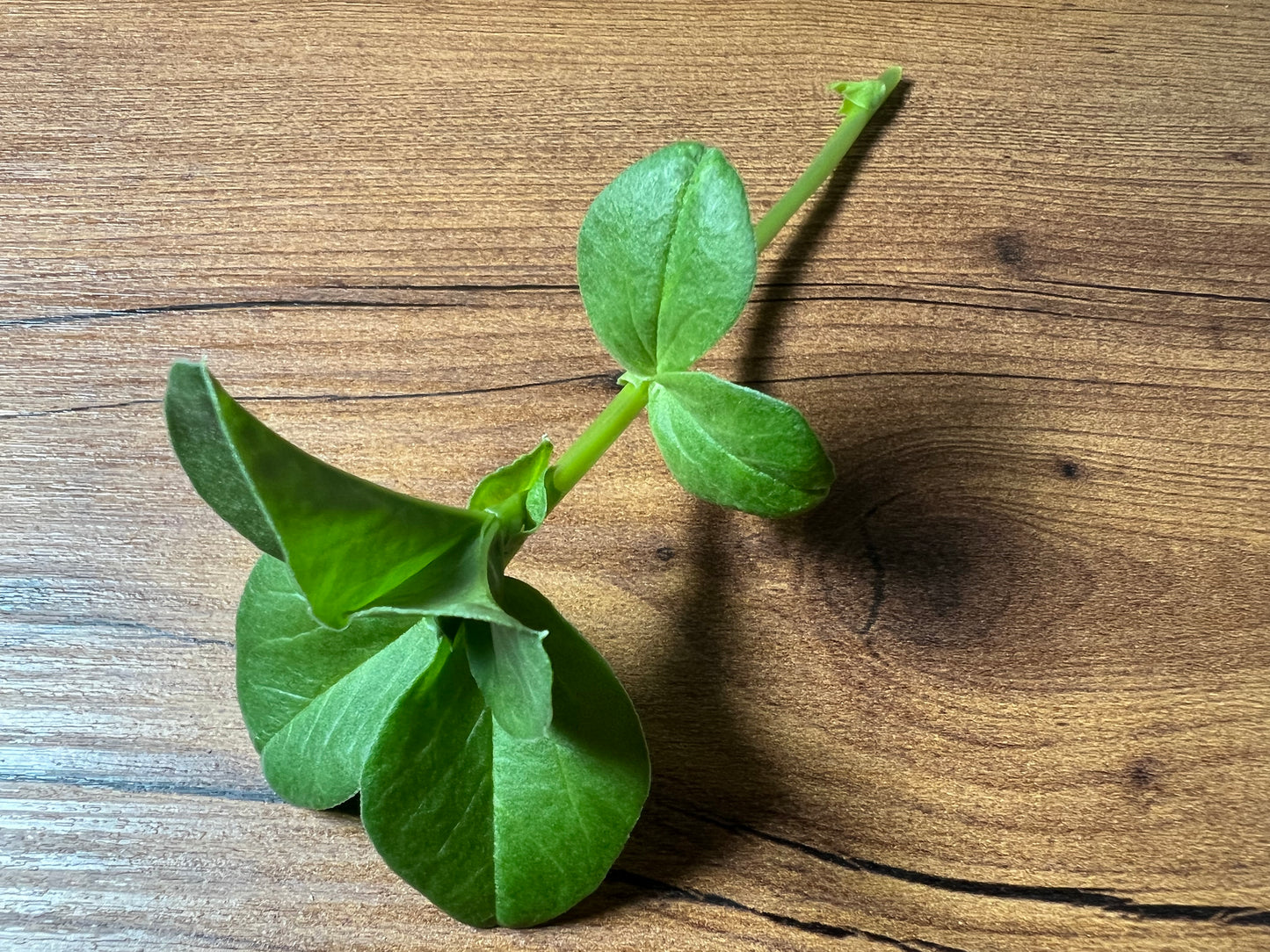 Bean (Fava) Microgreens - 5" Flat [Organic Seed]